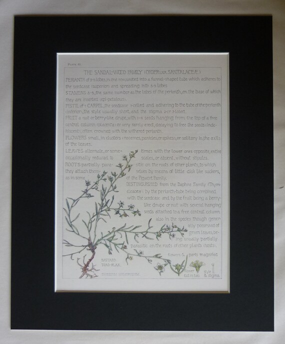 Vintage Botanical Print Sandalwood Decor H Isabel Adams Etsy