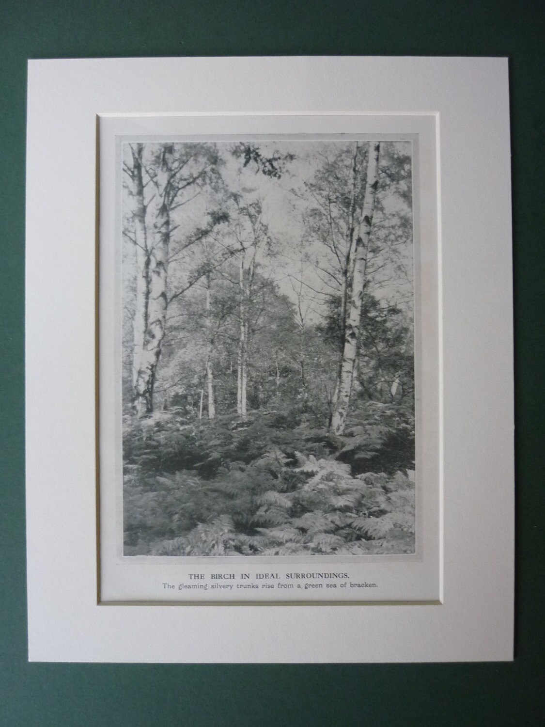 Image of 1920S Print Of Silver Birch, Matted To Fit 10" X 8" Frame - British English Forest Nature Woodland Black & White