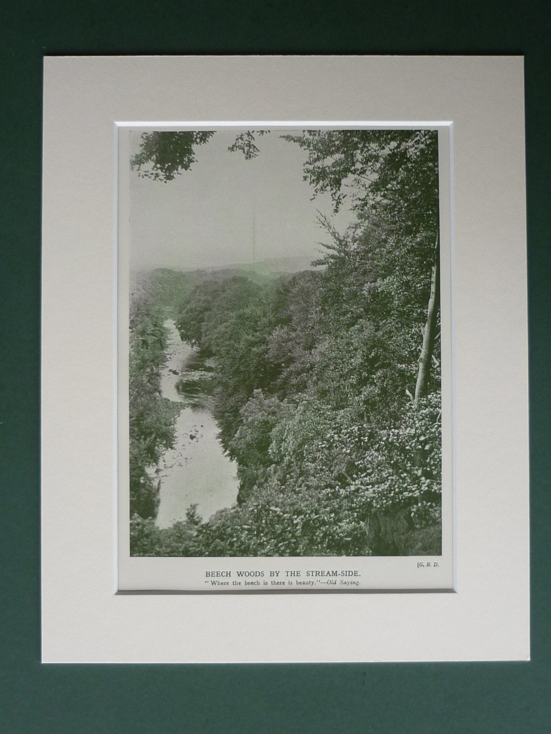 Image of 1930 Vintage Print Of A Beech Woodland By Stream - Tree Nature Forest Landscape Natural History