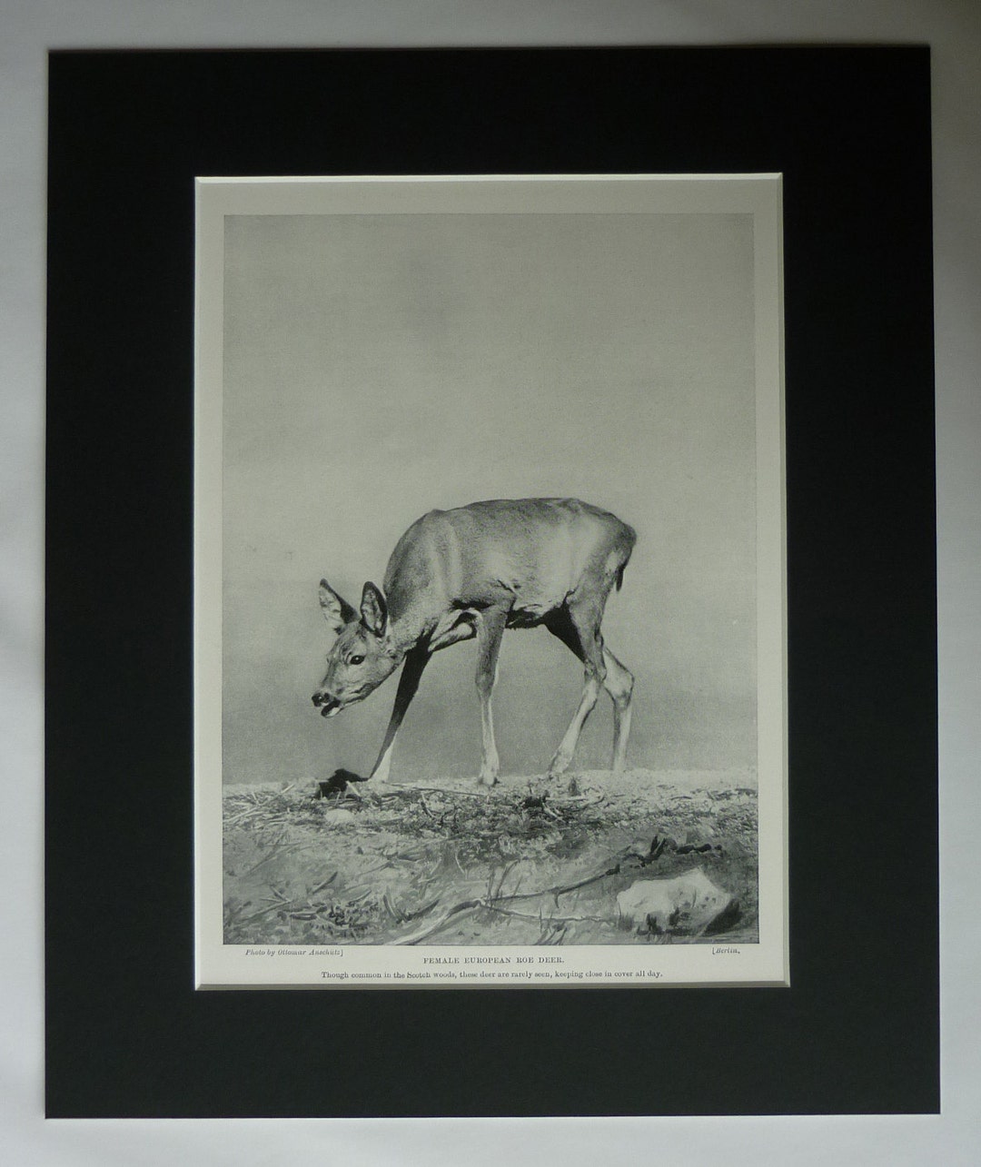 1901 Antique Roe Deer Print European Nature Gift Wildlife - Etsy