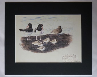 1970s Vintage Ornithology Print by Charles Tunnicliffe, Available Framed, Bird Art, Nature Gift Oyster Catcher Wall Art Common Ringed Plover