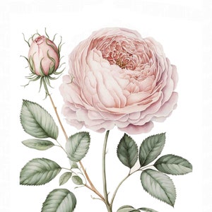 Watercolor Blush Pink Rose Flower Digital Art Print / Instant Download Printable ArtCommercial Use
