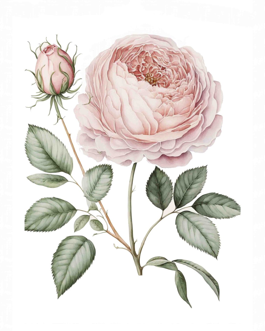 Watercolor Blush Pink Rose Flower Digital Art Print / Instant Download ...