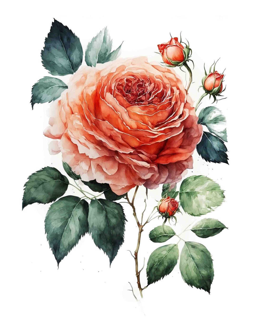 Watercolor Coral Rose Flower Digital Art Print / Instant - Etsy