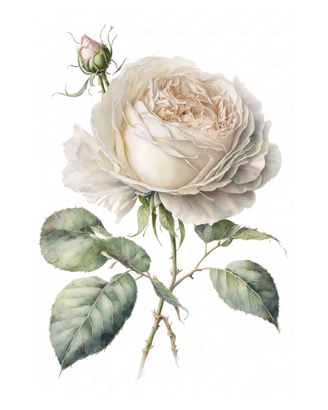 White Roses Color Art Watercolor White Rose Flower Digital Art Print / Instant Download ...
