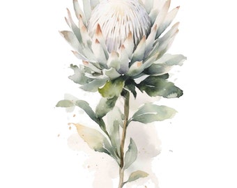 Watercolor White Protea Vintage Style Botanical print, Spring Flower Digital Art Print / Instant Download Printable Art Commercial Use