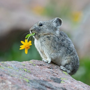 May include: A small, gray pika sits on a large rock, holding a yellow flower in its mouth. The pika is in sharp focus, with a blurred background of rocks and greenery. The image captures a moment of wildlife in its natural habitat.
