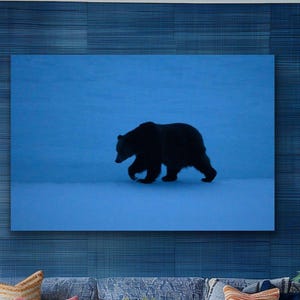 Grizzly Bear &quot;Bruno&quot; - Fine Art Print - Grand Teton National Park