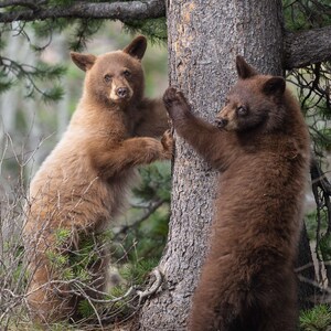 Zimtschwarze Bärenjunge - Fine Art Fotografie - Grand-Teton-Nationalpark, Wyoming
