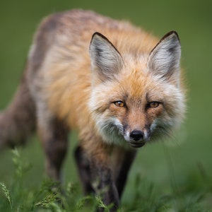 Porträt eines Rotfuchses - Fine Art Fotografie - Grand-Teton-Nationalpark, Wyoming