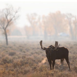 Bull Moose in the Wildfire Smoke - Fine Art Photographic Print - Grand Teton National Park, Wyoming