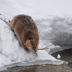 Winter Beaver in the Grand Tetons - Fine Art Wildlife Photographic Print - Grand Teton National Park, Wyoming