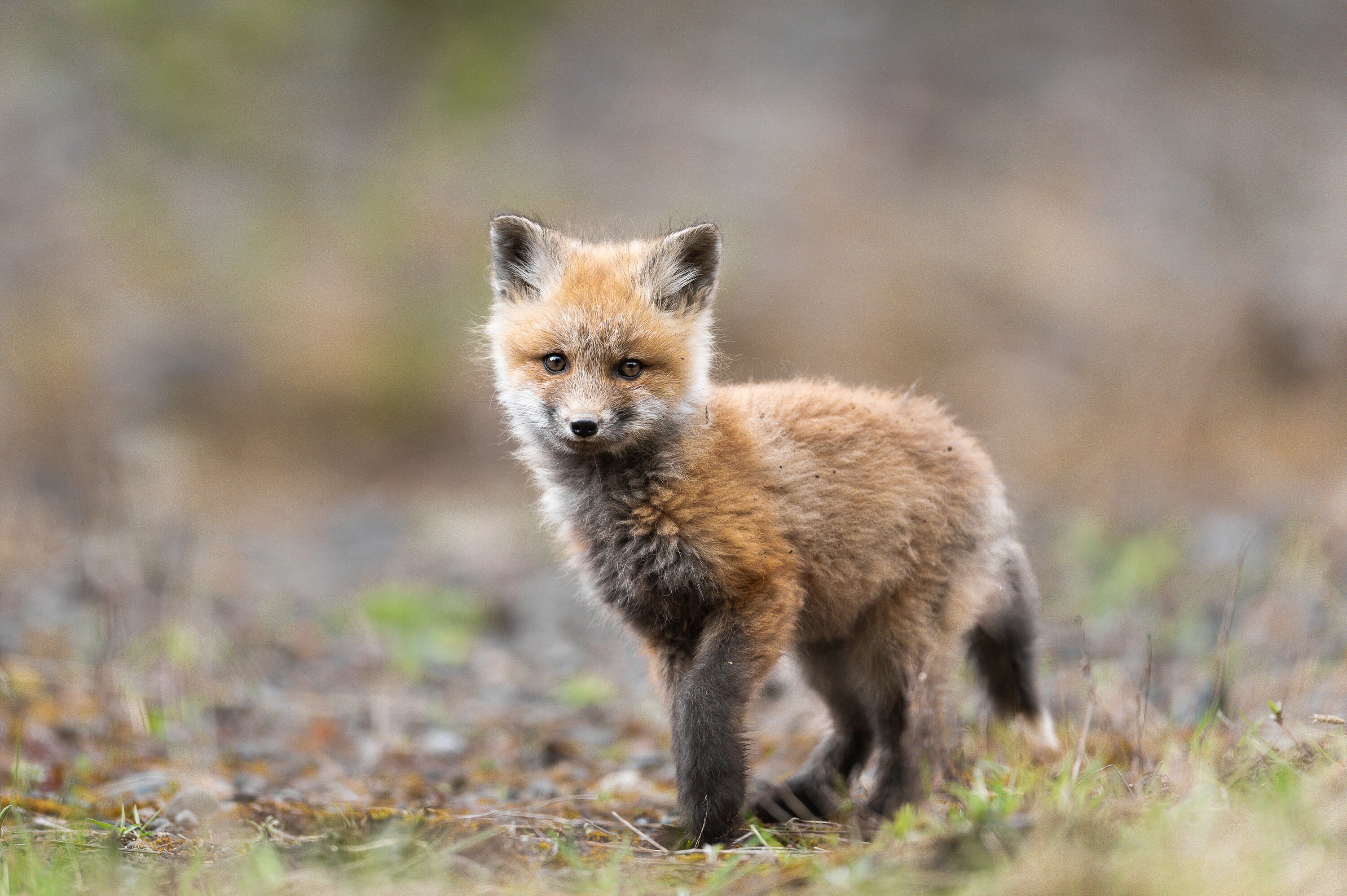 Red Fox Kit Portrait – Yellowstone National Park Wildlife Photographic ...