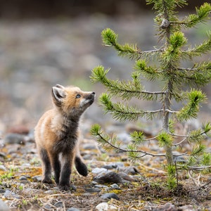 The Fox Kit and The Pinecone - Fine Art Photographic Print - Yellowstone National Park, Wyoming