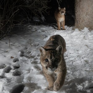 Mountain Lion Cub in den Grand Tetons - Fine Art Wildlife Fotografie - Teton Valley, Idaho - Grand Teton National Park