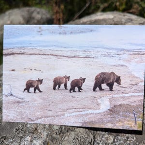 Grizzly #815, Obsidienne et oursons - Carte de voeux pliable pour les fêtes avec un animal mignon - Parc national de Yellowstone, Wyoming - Grizzly
