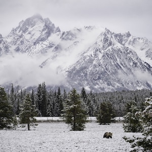 Winter Grizzly in the Grand Tetons - Fine Art Wildlife Photographic Print - Grand Teton National Park, Wyoming