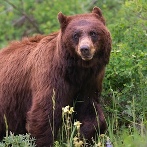 Cinnamon Black Bear - Fine Art Photographic Print - Yellowstone National Park, Wyoming