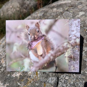 The Forager - Tarjeta de felicitación plegable con un lindo animal para las fiestas - Gran ecosistema de Yellowstone, Montana - Ardilla roja y hongo