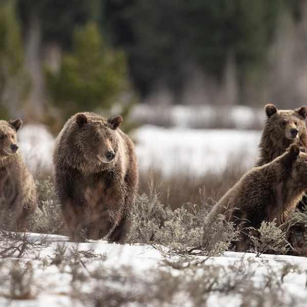 Brown Bears in the Winter Sage - Bear 610 and Cubs - Fine Art Photographic Print - Grand Teton National Park, Wyoming