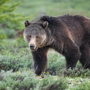Braunbär &#39;Fritter&#39; Fine Art Print - Grand-Teton-Nationalpark