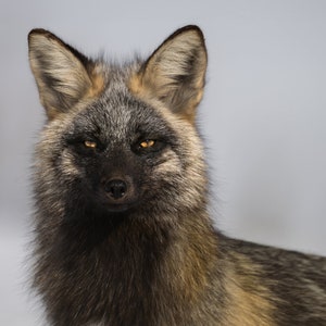 Portrait of a Cross Fox - Fine Art Photographic Print - Grand Teton National Park, Wyoming