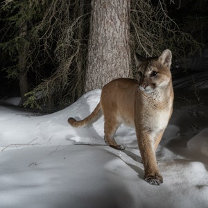 Berglöwe im Grand Tetons - Fine Art Wildlife Fotografie Druck - Teton Valley, Idaho - Grand Teton National Park