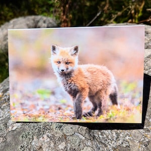 Bébé renard - Carte de voeux de Noël animal mignon pliable - Grand écosystème de Yellowstone, Montana - Kit renard roux