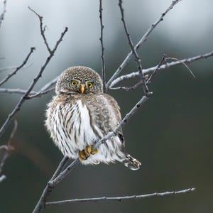 Sperlingskauz im Laubwald - Fine Art Fotografie - Grand-Teton-Nationalpark, Wyoming