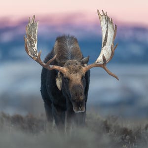 Bull Moose Hoback - Cold King - Fine Art Photographic Print - Grand Teton National Park, Wyoming
