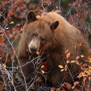 Zimt Schwarzer Bär im Herbst Weißdornen - Fine Art Fotografie Druck - Grand Teton National Park, Wyoming