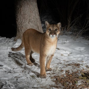 Mountain Lion in the Grand Tetons - Fine Art Wildlife fotografische afdruk - Teton Valley, Idaho - Grand Teton National Park