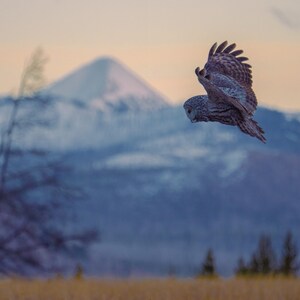 Great Gray Owl - Fine Art Photographic Print - Yellowstone National Park, Wyoming