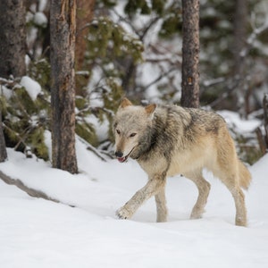 Gray Wolf in Winter - Fine Art Photographic Print - Yellowstone National Park, Wyoming