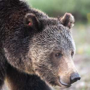Grizzly Bear - 1063 Fritter - Fine Art Photographic Print - Grand Teton National Park, Wyoming