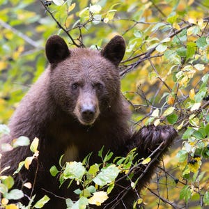 Zimtschwarzer Bär in den Herbstbeeren Kunstdruck: Grand-Teton-Nationalpark