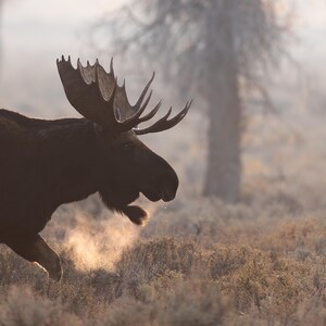 Moose Bulle in the Wildfire Smoke - Fine Art Fotografie Druck - Grand Teton National Park, Wyoming