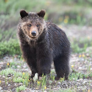 Grizzly Bear Cub - &quot;Miracle&quot; cub of 1063 Fritter - Fine Art Photographic Print - Grand Teton National Park, Wyoming