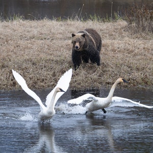 Der Grizzly und die Schwäne - Fotodruck - Grand-Teton-Nationalpark, Wyoming