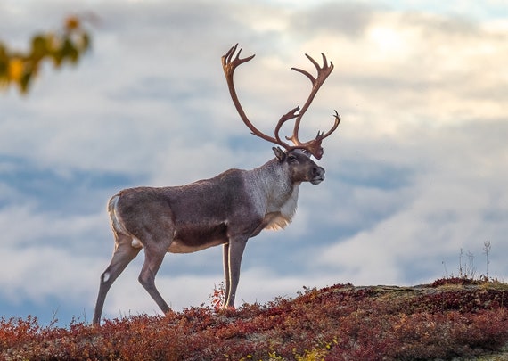 Caribou Tundra