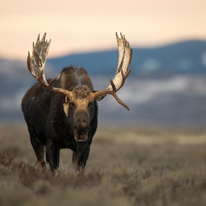 Grand Teton Bull Moose - Hoback der kalte König - Fotodruck - Grand Teton National Park, Wyoming