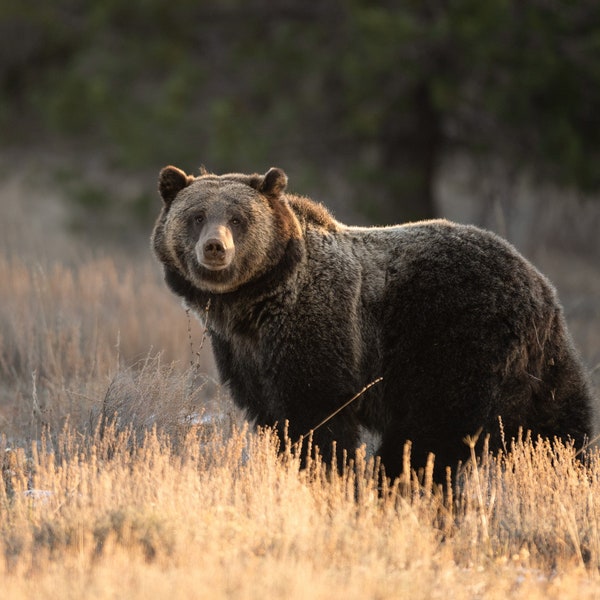 Brown Bear in the Sage - 1063 Fritter - Fine Art Photographic Print - Grand Teton National Park, Wyoming