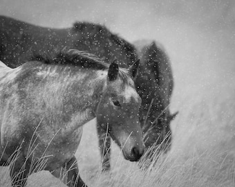 Horses caught in a Blizzard - Digital Version