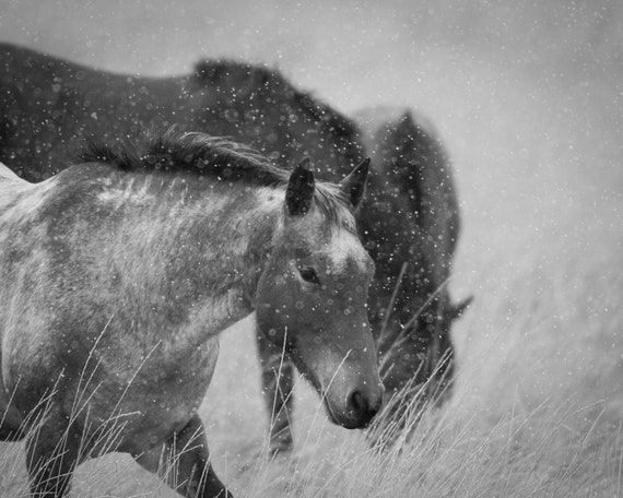 Horses Caught in a Blizzard Digital Version | Etsy