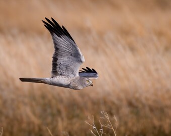 Northern Harrier in Flight - Digital Version