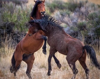 Horse Fight - Digital Version