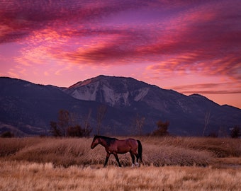 The Lone Horse - Digital Version