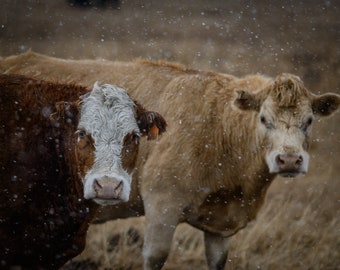 Cows - Digital Version