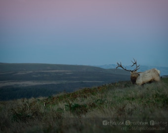 Elk - Giclee Luster Paper Fine Art Photographic Print