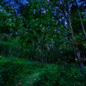 Dance of the Fireflies  - Giclee Metallic Paper Fine Art Photographic Print